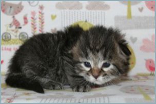 Male Siberian Kitten from Deedlebug Siberians